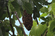 © Ines Porada - A swarm of honey bees (Apis mellifera) on a branch of a fig tree in spring (Baden, Germany)