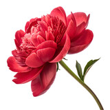 Magnificent red peony flower isolated on white background