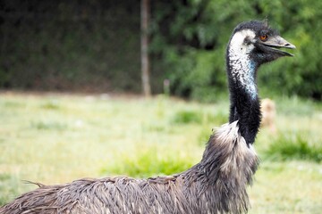 close up of black ostrich with open mouth and red eyes against trees background. nature, big bird fa