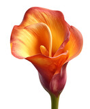 close-up of an open calla lily posing for the camera, showing its vibrant orange and yellow hues against a transparent background