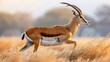 © Philipp - A swift antelope sprinting across the vast savannah, showcasing its agility and grace in motion