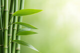 Lush green bamboo stalks and leaves against a soft, blurred background evoke tranquility and natural beauty, ideal for spa or wellness imagery.