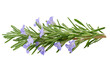 © Tasnuva - A close up shot of a sprig of rosemary with small purple flowers on a black background in full bloom