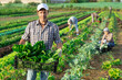 © JackF - Portrait of successful horticulturist on farm plantation of leafy vegetables with freshly harvested chard in plastic box