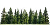 Cutout Tree Line: Mixed Coniferous and Deciduous Forest Isolated on White