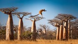 a lemur leaping between baobab branches in madagascar s dry forest concept of island biodiversity and endangered habitats