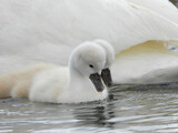 Mute swan babies staying close together under the watchful eye of their parents