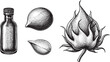 © Rysak - glass bottle cotton seed and a fluffy cotton boll are depicted in detailed monochrome .