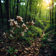 © Kyle - Emerald Bloom of Spring Forest Nature s Reawakening