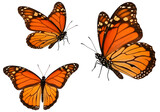 Three vibrant monarch butterflies with bright orange and black wings. isolated on white or transparent background. PNG, displaying elegance and grace