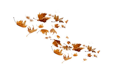 Wall Mural - leaf leaves isolated autumn winter season background falling fall platanus tree wid air w