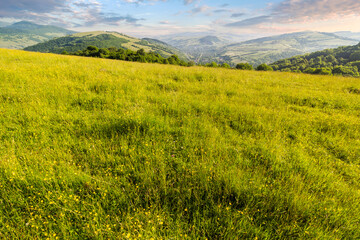 Wall Mural - mountainous countryside of ukraine in summer. wide grassy pasture on the hill in morning light. scen