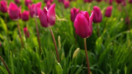 Aufkleber - Vibrant Tulips Bloom in Spring, Showcasing Lively Colors and Lush Green Surroundings in a Tranquil Garden Setting