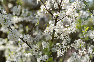 Poster - Spring Blossoms on a Sunny Day Captured Up Close