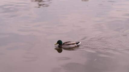 Poster - Ducks Swimming on a Calm River at Sunset in a Serene Natural Setting
