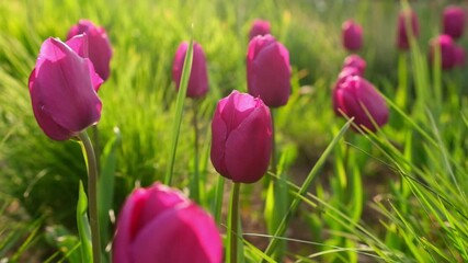 Poster - Blooming Tulips in a Vibrant Spring Garden Showcasing Pink Flowers and Lush Greenery
