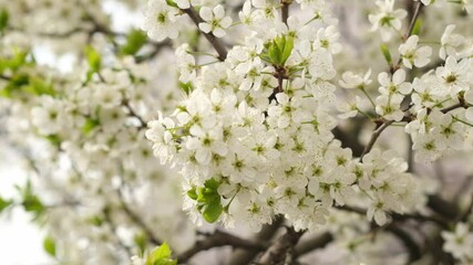 Poster - Beautiful White Blossoms Bloom in Springtime Garden With Vibrant Greenery and Soft Sunlight Illuminating the Scene During the Day