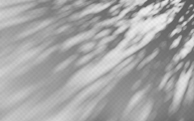 Wall Mural - abstract shadow overlay from tree branch on a transparent background.