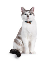Aufkleber - Light colored handsome housecat, laying down side ways wearing collar with bell. Looking towards camera with mesmerizing blue green eyes. Isolated on a white background.