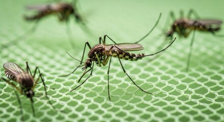 Close up macro photograph of several mosquitoes resting on a light green mesh net