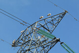 A stork perched on an electric cable tower