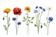 © Lamduan - Artistic Watercolor Renderings of Classic Flowers: Perfect for Any Decor.