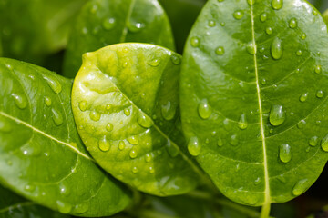 Wall Mural - The leaves of a plant are wet with raindrops, giving the image a fresh