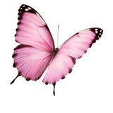 butterflies with wings color Deep pink. isolated on white background. tropical moths. template for design. Ai Generated Images
