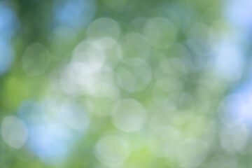 Wall Mural - the image is a blurry green background with white circles
