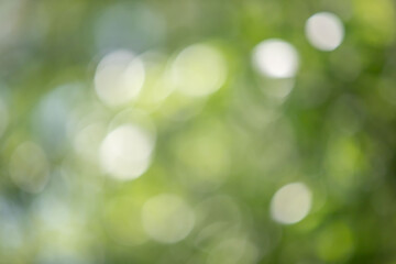 Wall Mural - a blurry green background with white circles