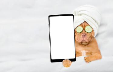 Leinwandbilder - Relaxing mastiff puppy with towel on it head and with a piece of cucumber on it eyes relaxing on the bed at home and showing big smartphone with blank screen in it paw. Top down view. Empty space