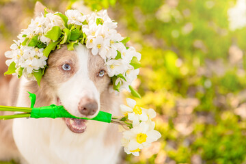 Aufkleber - Happy Border Collie puppy wearing wreath of apple blossoms holds a bouquet of daffodils in its mouth at sunny spring park. Empty space for text