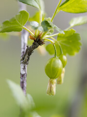 Wall Mural - A green leafy branch with a few small green flowers