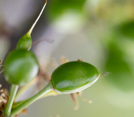 Wall Mural - A green fruit with a stem is shown