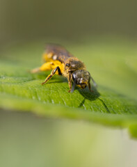 Wall Mural - A yellow and brown bee is on a leaf