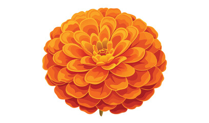 Vibrant orange zinnia flower blossom closeup