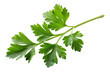 © DreamStudiopro - A single sprig of flat-leaf parsley on Transparent Background