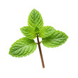 © Smartra - Mint sprig isolated on transparent background