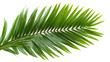 © Afroja - Green Palm Leaf