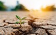 © Road Red Runner - Hope rises from drought-stricken land as resilient plants emerge from cracked earth at sunset, symbolizing regeneration and growth