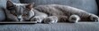 © Angelina - A gray Scottish Fold cat is lying on the sofa and looking at the laptop