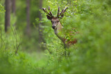 Jeleń, deer, jeleń szlachetny (Cervus)