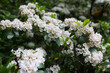 © Obsidia Media - white flowers of mountain laurel