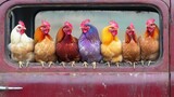 Seven colorful chickens perch on a rusty red truck's window ledge. Use this image for fun farm themes or quirky animal-related content.