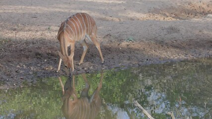 Wall Mural - a wide shot of a female nyala drinking at a waterhole of kruger national park in south africa