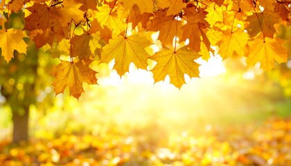 Poster - Autumn Leaves With Golden Sunlight.