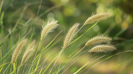 Wall Mural - a fresh spring sunny garden background of green grass and blurred foliage bokeh.