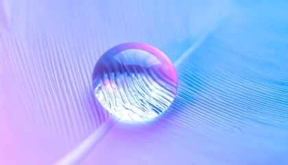 Poster - Water droplet on blue and pink feather.