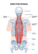 © VectorMine - Erector spinae muscles diagram shows the location and structure of spinal muscles along the human back, highlighting muscle groups and vertebrae, transparent background.