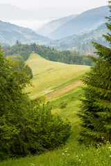 Wall Mural - mountain landscape in the morning. fir forest on the hill. beautiful view of nature in summer. spect